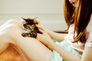 How to bond with a new cat? Pet and stroke your cat