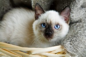 Siamese cat characteristics that you will love