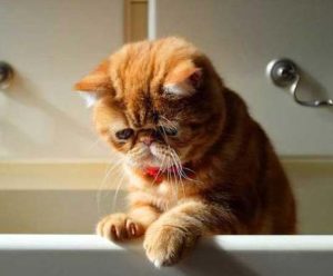 Depressed cat