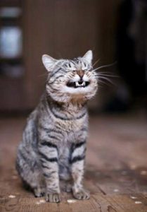 Cat Teeth: Important tips on cat dental care
