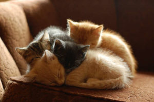 Kitten often purr to find their mother cat.