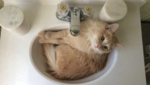 Cat taking a bath is neccessary