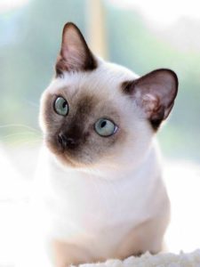 Siamese cat breed as kitty