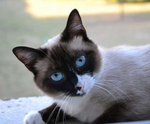 Snowshoe Cat Personality