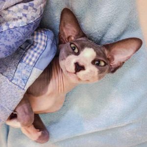 Sphynx Cats are active cats