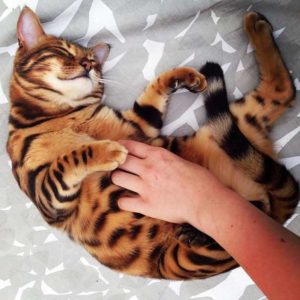 Activities loved by the Bengal Cat