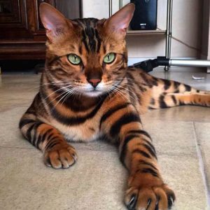 Bengal cats and their devotion to family members