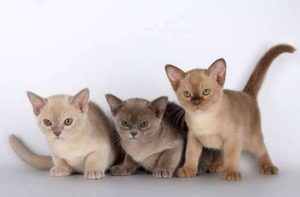 Burmese Cats