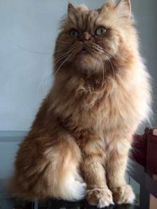 Persian cats can survive for approximately 17 years