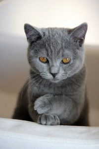 Russian Blue Cat is quite Mature und loveable