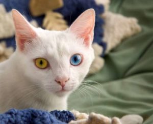 The Turkish Van Cat breed has their own personality and characteristics