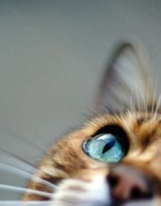 While a cat’s pupils dilate or constrict based on how they‘re feeling, they may simply be reacting to the light.