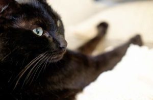 Why should I spay or neuter my cat? 
