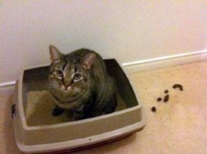 Often you cat doesn't like the type of cat litter box you bought them.