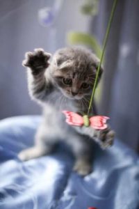 Younger cats and kittens prefer cat toys which are more active