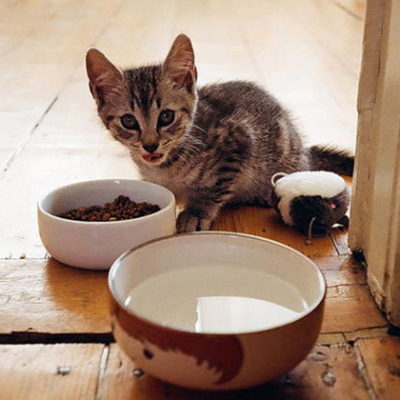 How to Put Your Cat on a Diet With the Best Cat Food