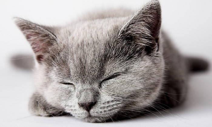 Why Do Cats Purr - Is a purring Cat a Happy Cat?