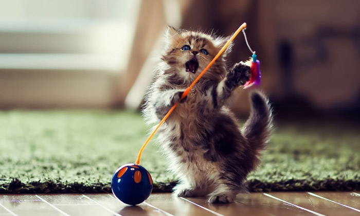 The 25 Best Cat Toys your Cat will love!