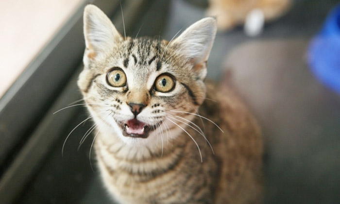 7 Reasons for Cats Meowing All the Time