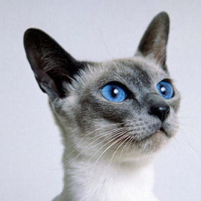 Siamese Cat Characteristics that You Will Love