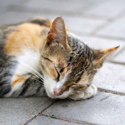 Cat Behavior changes after vet visit