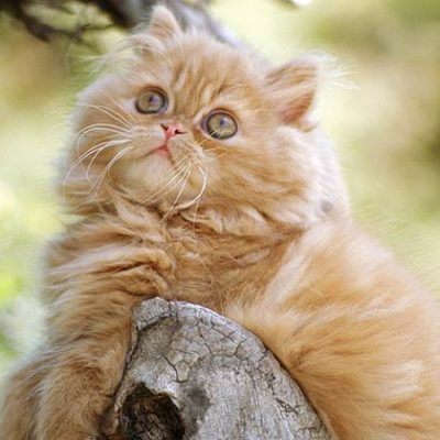 Persian Cat Personality