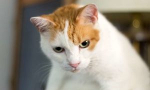 Guide to Japanese Bobtail Cat Behavior