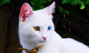 Turkish Van Cat Personality and Behavior