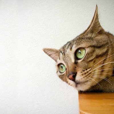 The complete guide to cat eyes and their meaning