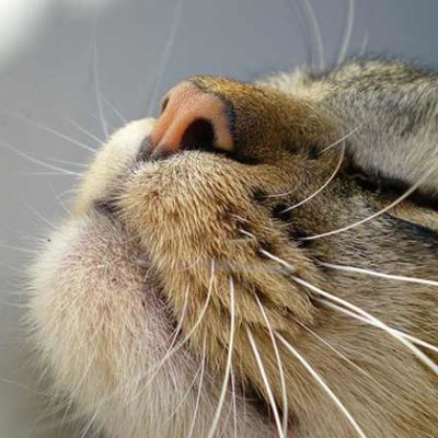 Cat Whiskers, cat mouth and cat head explained