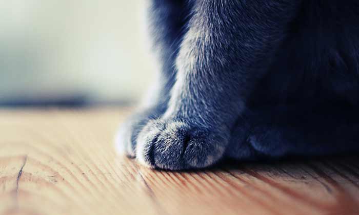 10 interesting facts about cat paws